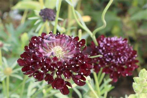 Scabiosa Plants Types And How To Plant And Grow Form Seeds Plantopedia