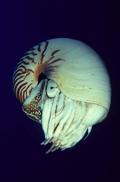 Nautilus Swimming Stock Photos Pictures And Royalty Free Images Istock