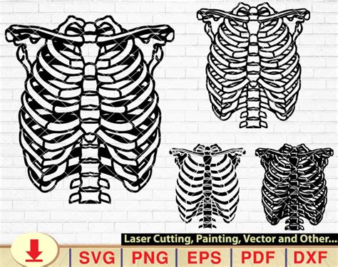 Half Skeleton Ribs Svg Rib Dage Svg Skeleton Svg Half Ribs Etsy