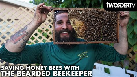 Huge Honey Bee Hive Removal With The Bearded Beekeeper Youtube