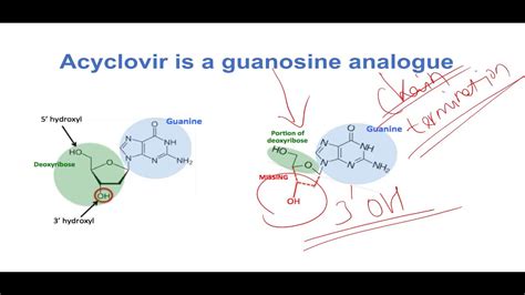 Zyloprim (allopurinol) reduces serum and urinary uric acid concentrations. Mechanism of Action of Acyclovir - YouTube