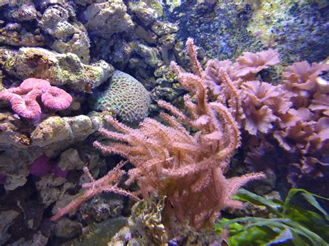 Pipefish Aquarium Zoochat
