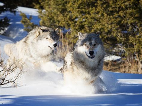 Incidents Of Poaching Rise When Government Legally Culls Wolves