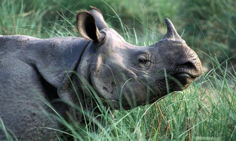 Poachers Kill Rare One Horned Rhino In Nepal