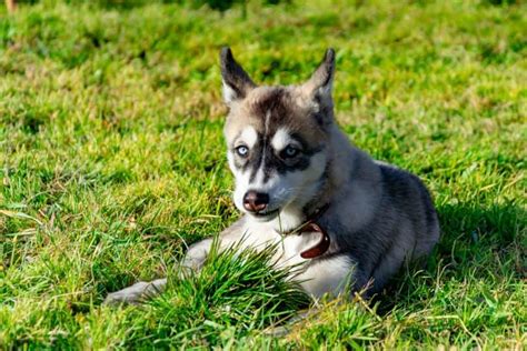 Create your puppymatch profile in just 3 minutes to save time and find your perfect puppy. Toy Husky Breeders Ontario | Wow Blog