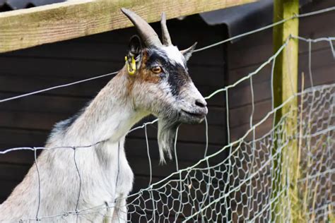 25 Great Goat Fence Ideas For Your Yard In 2022