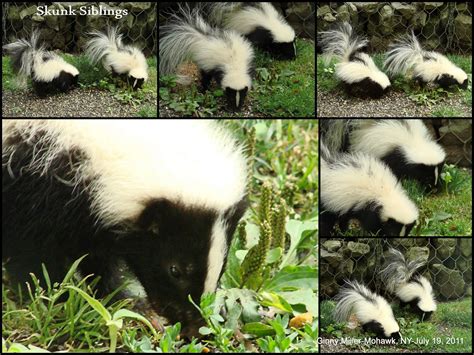 Photography By Ginny More Foxes And Skunks July 19 2011
