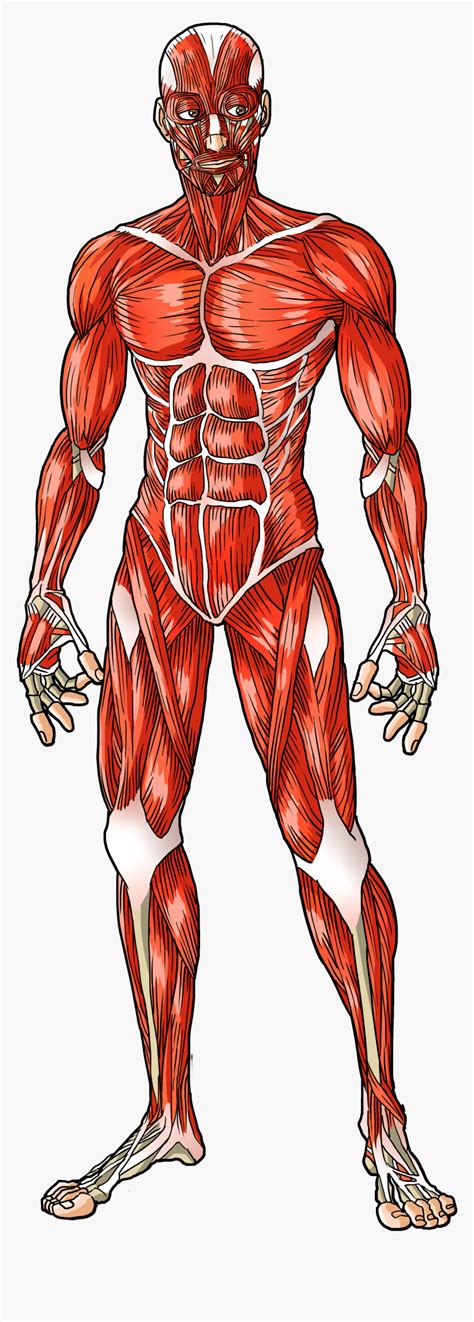Å! 28+ Grunner til Human Muscles Diagram? Muscle diagrams are a great ...