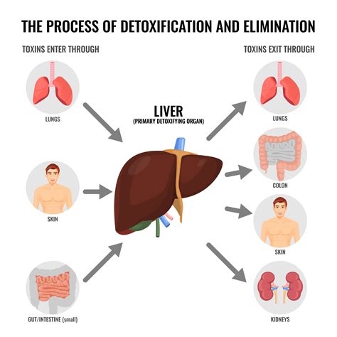 Liver Cleansing Detox Your Liver Naturally Dr Shiva Lalezar