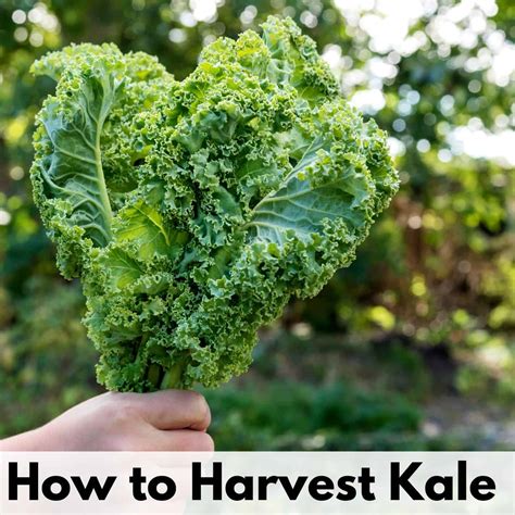 Must Know Tips For When To Harvest Kale Without Killing The Plant