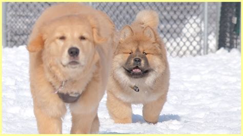 When A Chow Chow Puppy Meets A Golden Puppy Puppys First Time At The