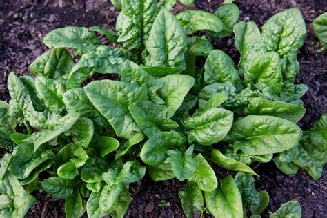 10 Different Types Of Spinach To Grow In Your Backyard Yard Surfer