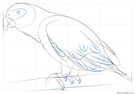 How To Draw An African Grey Parrot Step By Step Drawing Tutorials