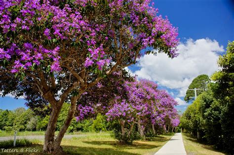 Purple Glory Trees In Australia Flaxton Drive Along The Bl Flickr