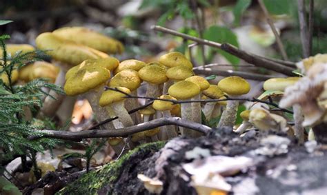 Wild Mushroom Walk At Teatown