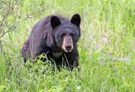 Black Bears In Washington State