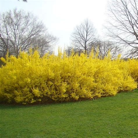 The top countries of suppliers are india, china, and. Forsythia | Shrubs for landscaping, Yellow flowering shrub ...