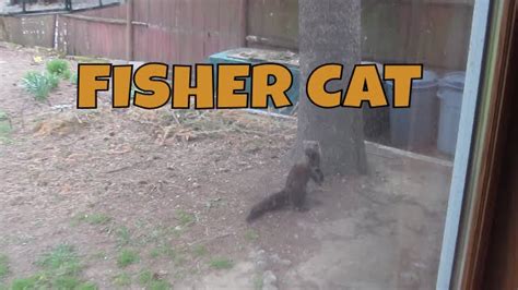 Mother fisher can often be seen tending to her luscious garden, while fatherr is known for his house building skills. 1st time visiting my backyard ~ Fisher ~ AKA: Fisher Cat ...