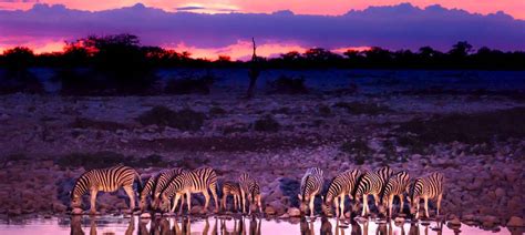 Etosha Facts 8 Things Not To Miss Before Visiting Tourradar