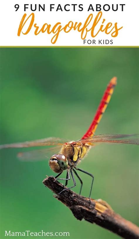 9 Fun Facts About Dragonflies Mama Teaches Teaching