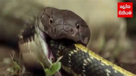 පිඹුරෙක් දඩයම් කරන නයෙක් මෙන්න King Cobra Vs Python Youtube
