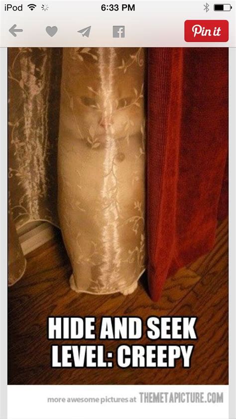 Hide And Seek Level Creepy Funny Animals With Captions Funny
