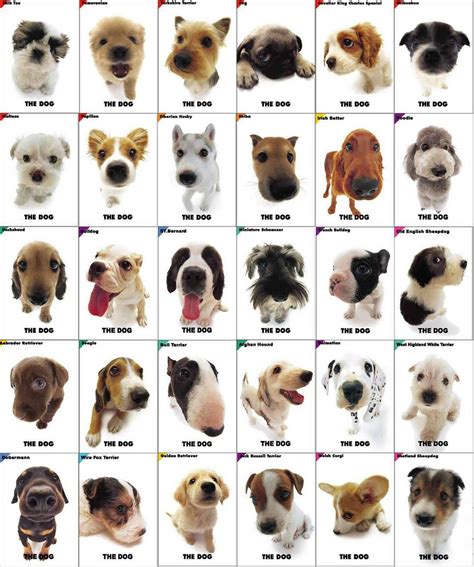 Small Dog Breeds With Pictures A Z Petswall
