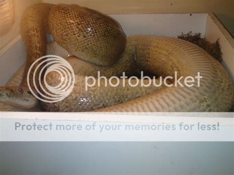 Gravid Burmese Python In Nest Reptile Forums