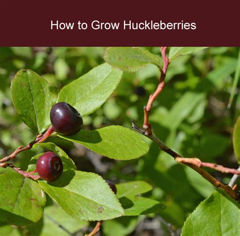 How To Grow Huckleberries Homegrown Food Huckleberry Permaculture