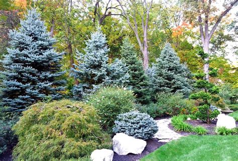 Want to look for plants that have lush foliage. PRIVACY PLANTING | Backyard trees, Privacy landscaping ...