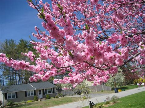 Japanese magnolia (like the ann or jane), eastern redbud, flowering dogwood(white and pink), taiwan cherry, and wild plum. Pink flower peach tree. Beautiful blooms and yummy peaches ...
