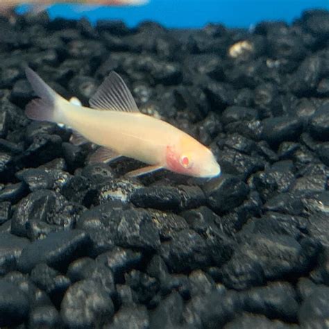Albino Rainbow Shark 3 Pack For Sale Exotic Fish Shop