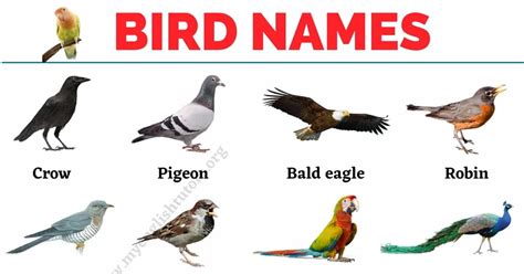 Bird Names List Of 30 Names Of Birds In English With The Picture My