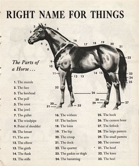 Parts Of The Horse Horses Horse Facts Horse Anatomy