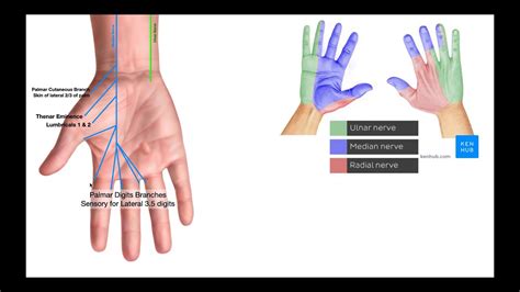Branches Of The Ulnar And Median Nerves In Hand Youtube