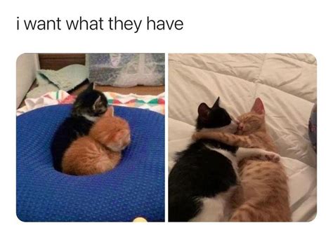 Funny Cat Memes That Perfectly Sum Up Relationships Always Pets