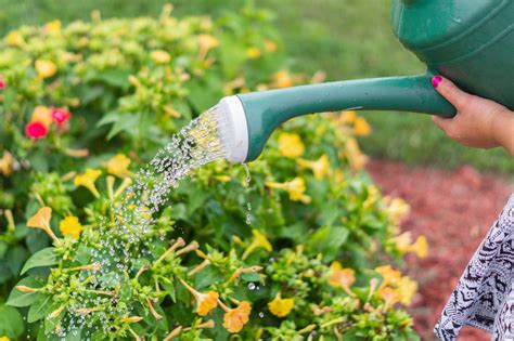 How Often Should You Water Your Garden The Answer Lies Within