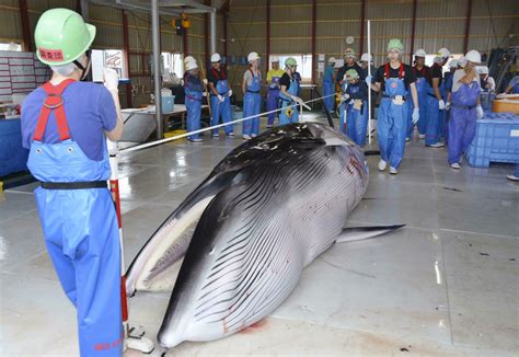 Japan Set To Resume Commercial Whaling Next Week After 30 Year Break