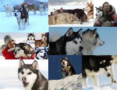 They are just amazing to watch and so smart. Eight Below-Max by BluestarFirestar on DeviantArt