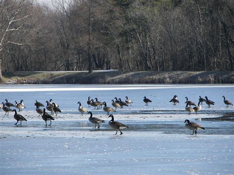 Check spelling or type a new query. Scales Lake Boonville IN | January 2008 | candacer92 | Flickr