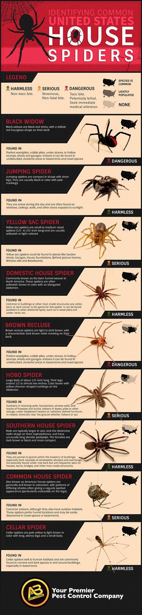 Black widow spiders are typically black with two reddish triangular people can minimize the risk of being bitten by a black widow spider by reducing clutter in basements black widow spider bites are less common and more severe than other spider bites. Identifying Common U.S. House Spiders Infographic | House ...