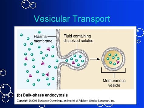 Membrane Dynamics Cell Membrane Structures And Functions Membranes