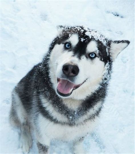 These 12 Most Beautiful Huskies Will Make You A Better Person