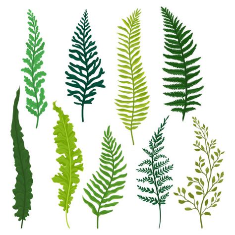 Fern Illustrations Royalty Free Vector Graphics And Clip Art Istock