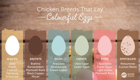 Color Of Chicken Eggs Chart