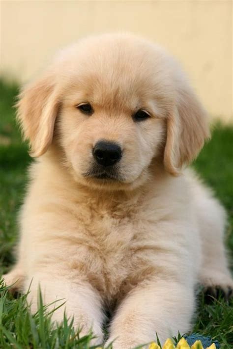 937 Cute Puppy Dog Images With Little Puppy Dog Hd Images
