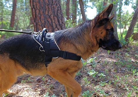 Best Dog Harness Large Dogs