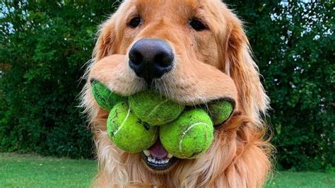 Adorable Pooch Breaks World Record For Most Tennis Balls In A Dogs Mouth