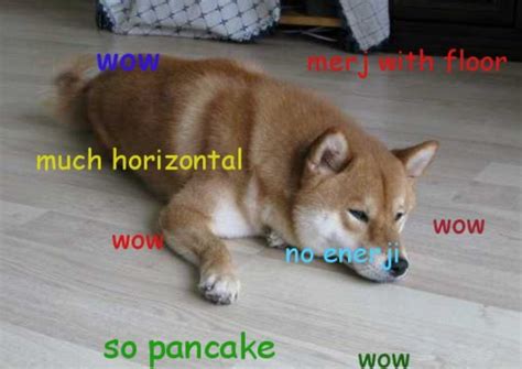 Introducing Doge The Internet Meme Which Has Everybody