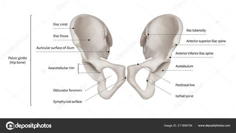 Infographic Diagram Human Hip Bone Pelvic Girdle Anatomy System